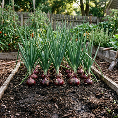 Collection image for: Onion Seeds