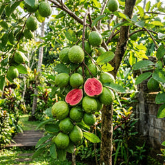 Collection image for: Guava Seeds