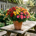 Brilliant Summer Chrysanthemum Mix Seeds - 1,000 Seeds