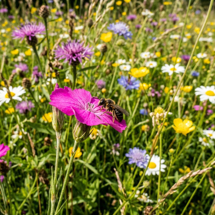 300 Butterfly Wildflower Mix Seeds - Premium Bulk Seed Blend for Easy Outdoor Garden Landscapes