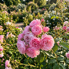 Premium Pink Rose Seeds - 50 Seeds