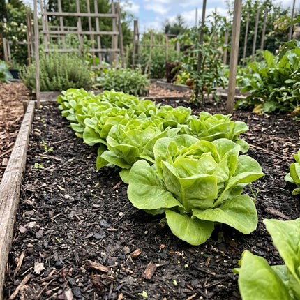2000 Buttercrunch Lettuce Seeds - Premium Bibb Vegetable Seeds