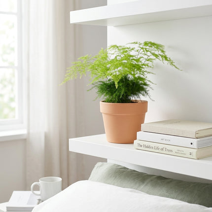 Live Asparagus Fern Plant in 4" Nursery Pot - Delicate Airy Green Foliage