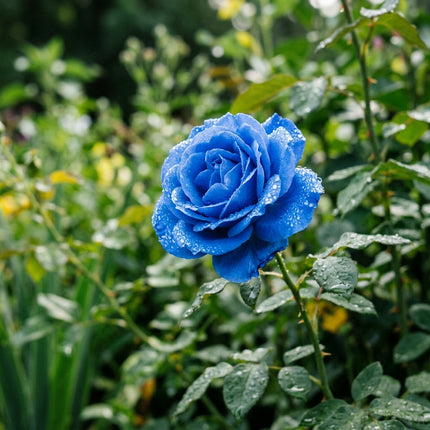 50 Premium Blue Rose Seeds - Beautiful Garden Flowers for Planting