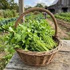 Slow Bolt Cilantro Seeds - 1,000 Seeds