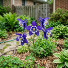 Deep Blue Columbine Aquilegia Seeds - 100 Seeds
