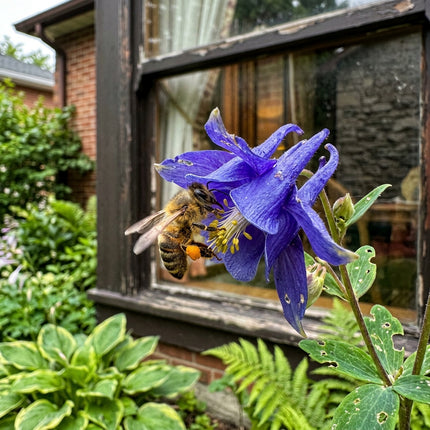 100 Deep Blue Columbine Aquilegia Seeds for Planting - Heirloom Seed Blend for Home Garden