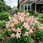 Soft Pink Columbine Aquilegia Seeds - 100 Seeds
