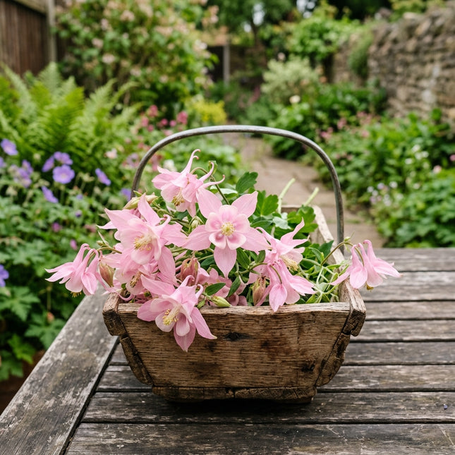 100 Soft Pink Columbine Aquilegia Seeds for Planting - Heirloom Seed Blend for Home Garden