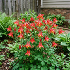 Vibrant Red Columbine Aquilegia Seeds - 100 Seeds