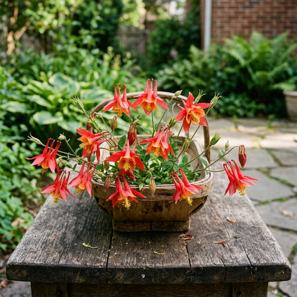 100 Vibrant Red Columbine Aquilegia Seeds for Planting - Heirloom Seed Blend for Home Garden