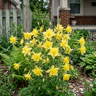 Golden Yellow Columbine Aquilegia Seeds - 100 Seeds