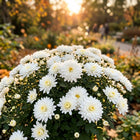 Premium Snow White Chrysanthemum Seeds - 50 Seeds