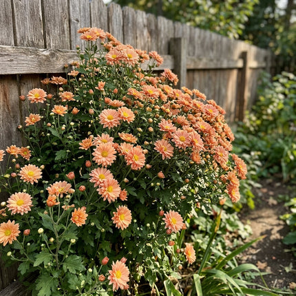 50 Premium Peach Chrysanthemum Seeds - Beautiful Garden Flowers for Planting