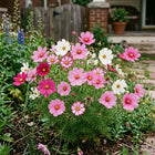 Sensation Mixed Cosmos Seeds - 100 Seeds
