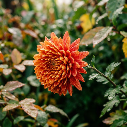 50 Premium Autumn Glory Chrysanthemum Seeds - Beautiful Garden Flowers for Planting