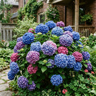 Blue Macrophylla Hydrangea Seeds - 50 Seeds