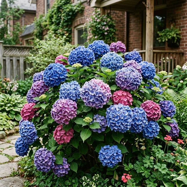 50 Blue Macrophylla Hydrangea Seeds for Planting - Heirloom Seed Blend for Home Garden