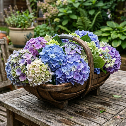 50 Blue Macrophylla Hydrangea Seeds for Planting - Heirloom Seed Blend for Home Garden