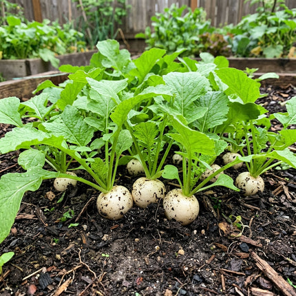 400 Hailstone White Radish Seeds - Round Pure White Vegetable Seeds