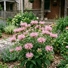 Bright Pink Bee Balm Monarda Seeds - 100 Seeds