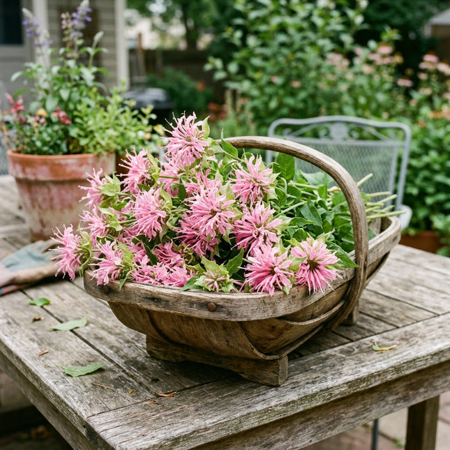 100 Bright Pink Bee Balm Monarda Seeds for Planting - Heirloom Seed Blend for Home Garden
