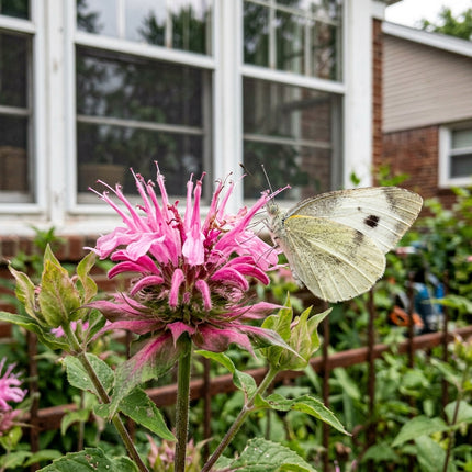 100 Bright Pink Bee Balm Monarda Seeds for Planting - Heirloom Seed Blend for Home Garden