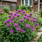 Deep Purple Bee Balm Monarda Seeds - 100 Seeds