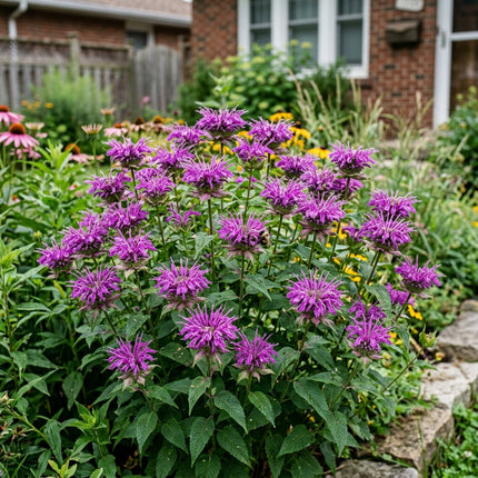 100 Deep Purple Bee Balm Monarda Seeds for Planting - Heirloom Seed Blend for Home Garden