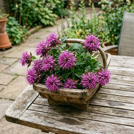 100 Deep Purple Bee Balm Monarda Seeds for Planting - Heirloom Seed Blend for Home Garden