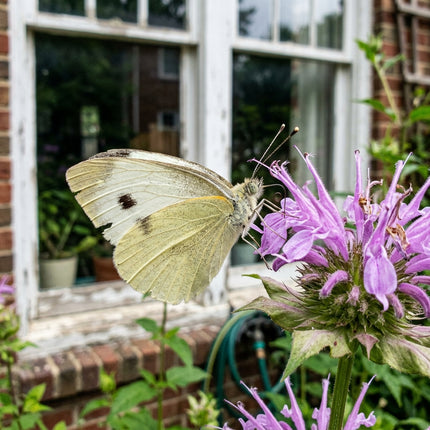 100 Deep Purple Bee Balm Monarda Seeds for Planting - Heirloom Seed Blend for Home Garden