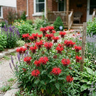 Crimson Red Bee Balm Monarda Seeds - 100 Seeds