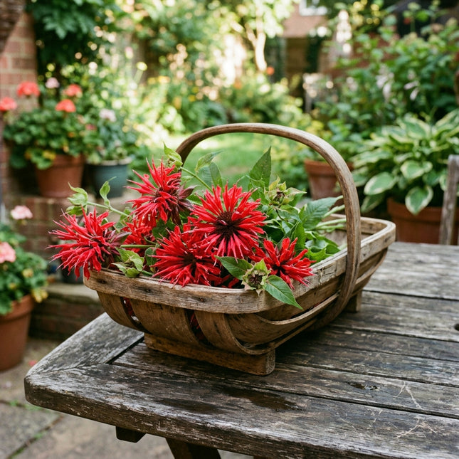 100 Crimson Red Bee Balm Monarda Seeds for Planting - Heirloom Seed Blend for Home Garden