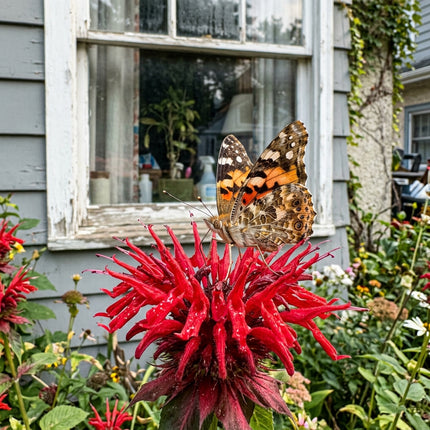 100 Crimson Red Bee Balm Monarda Seeds for Planting - Heirloom Seed Blend for Home Garden
