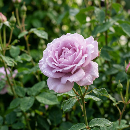 50 Premium Lavender Rose Seeds - Beautiful Garden Flowers for Planting