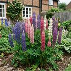 Russell Mixed Lupine Seeds - 100 Seeds