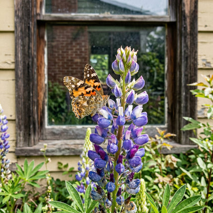 100 Russell Mixed Lupine Seeds for Planting - Heirloom Seed Blend for Home Garden