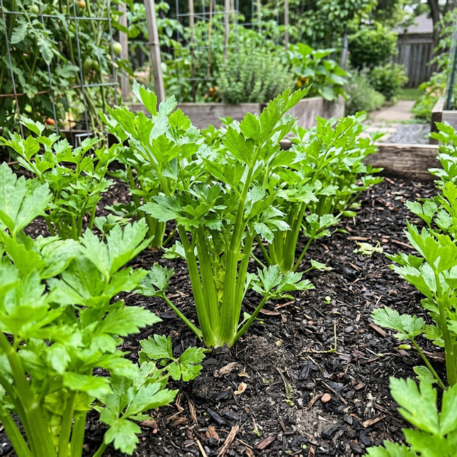 Tango Celery Seeds - 3,000 Seeds