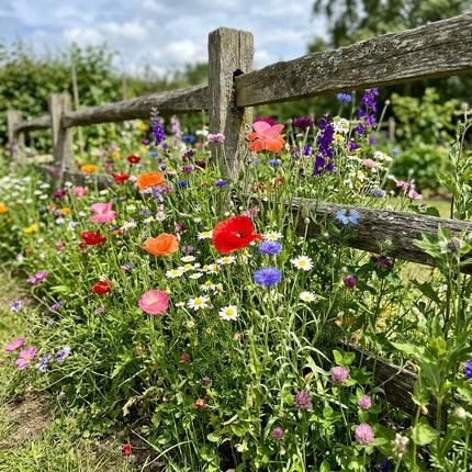 300 Annual Fast Blooming Wildflower Mix Seeds - Premium Bulk Seed Blend for Easy Outdoor Garden Landscapes
