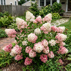 Vanilla Strawberry Hydrangea Seeds - 50 Seeds
