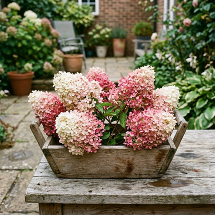 50 Vanilla Strawberry Hydrangea Seeds for Planting - Heirloom Seed Blend for Home Garden