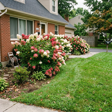 50 Vanilla Strawberry Hydrangea Seeds for Planting - Heirloom Seed Blend for Home Garden