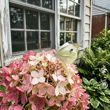 50 Vanilla Strawberry Hydrangea Seeds for Planting - Heirloom Seed Blend for Home Garden