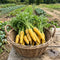 Carrot Seeds