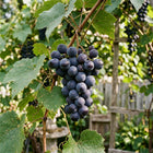 Concord Purple Grape Vine Seeds - 30 Seeds