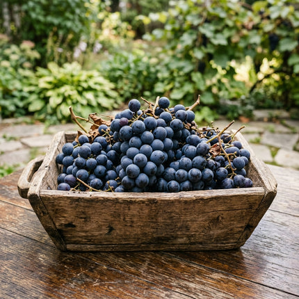 30 Concord Purple Grape Vine Seeds for Planting - Heirloom Seed Blend for Home Garden