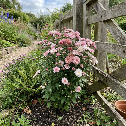 900 Romantic Pink White Chrysanthemum Mix Seeds for Planting - Premium Heirloom Romantic Pink White Chrysanthemum Mix Seeds for Home Garden Blooms