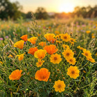 Drought-Tolerant Wildflower Mix - 300 Seeds