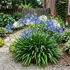Collection image for: African Lily Seeds