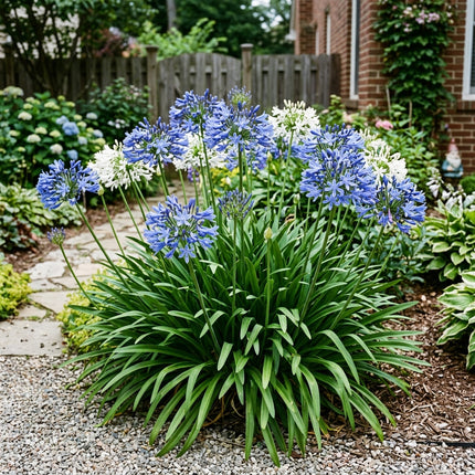 50 African Lily (Agapanthus) Seeds for Planting - Variety for Home Gardening